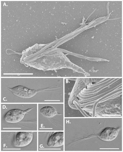 This image shows the morphology of Cthulhu macrofasciculumque.