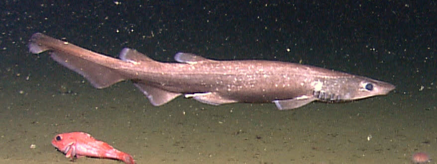 At 2.25 feet, the brown cat shark is the smallest shark found in Oregon. However, there are 106 different species of cat sharks, making them the largest family of sharks in the world. (Oregon State University)