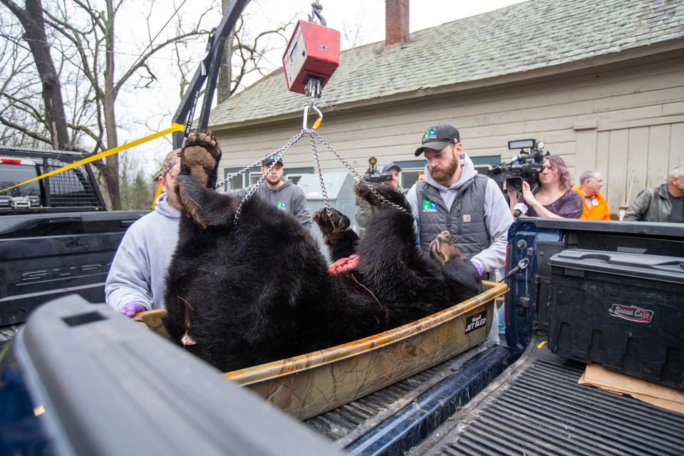 Biological information is gathered from a black bear from a hunter's truck during the New Jersey black bear hunt at the Whittingham Wildlife Management Area in Newton, NJ Wednesday, December 7, 2022. 