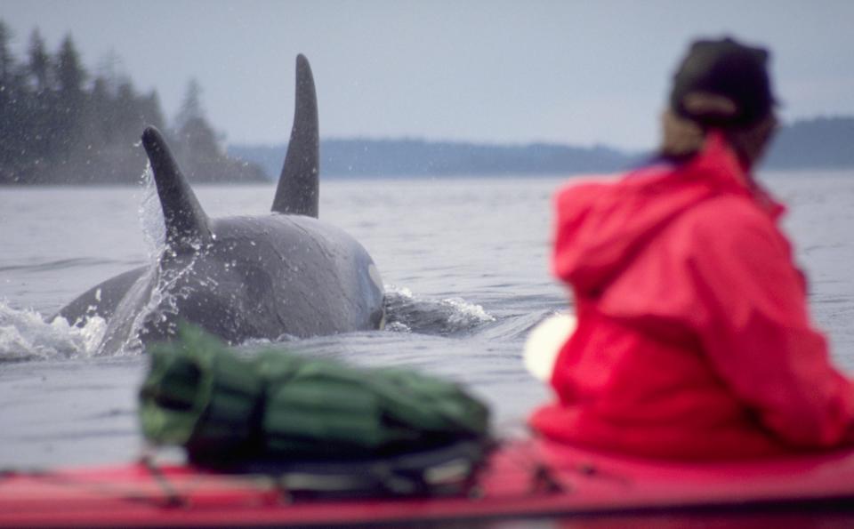 A person in a red kayak looking at two orcas breaking the water's surface nearby.