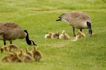 Canada Geese usually nest in March and April. During the summer months, they often find refuge on lakes and golf course ponds, feeding on the lush lawns while experiencing their annual wing molt.