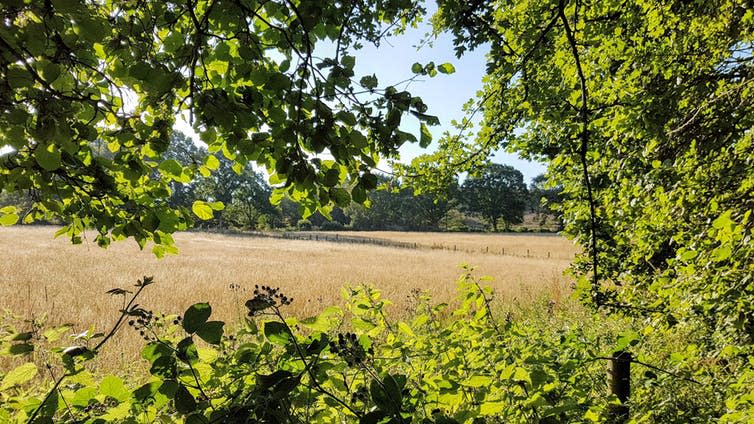 <span class="caption">Freed from growing food, Monbiot hopes that farmland might rewild and return to natural habitat.</span> <span class="attribution"><a class="link " href="https://unsplash.com/photos/rvFamR39TW8" rel="nofollow noopener" target="_blank" data-ylk="slk:Richard Loader/Unsplash;elm:context_link;itc:0;sec:content-canvas">Richard Loader/Unsplash</a>, <a class="link " href="http://creativecommons.org/licenses/by-sa/4.0/" rel="nofollow noopener" target="_blank" data-ylk="slk:CC BY-SA;elm:context_link;itc:0;sec:content-canvas">CC BY-SA</a></span>