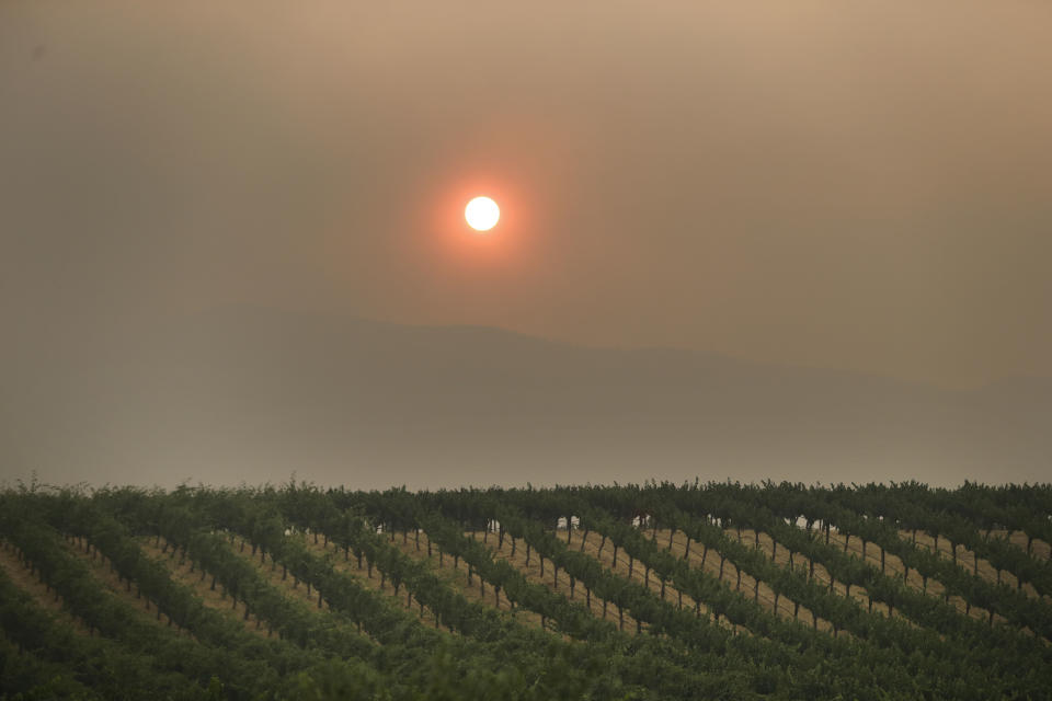 FILE - In this July 30, 2018, file photo, the setting sun is reddened by smoke from a wildfire over a vineyard, in Finley, Calif. Wildfire has been cruel to Northern California wine country lately. Major fires during three of the past four years have charred vineyards, burned down a historic winery and sent plumes of smoke above the neatly tended rows of vines that roll across the scenic hills. (AP Photo/Marcio Jose Sanchez, File)