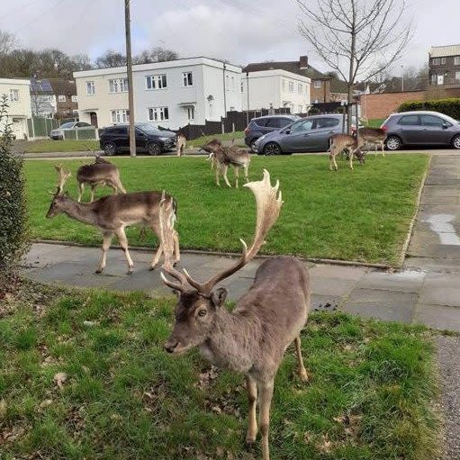 While the goats in Llandudno are getting all the publicity, how about a shout out for these deer who have colonised the empty streets of Harold Hill in east London? - Billy Bragg Twitter