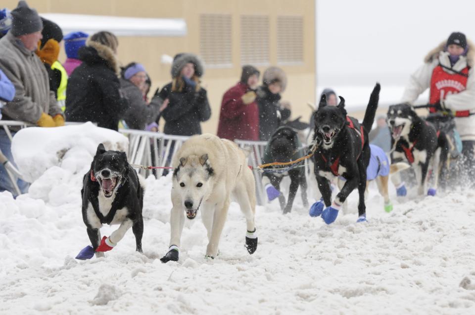 A dog sled team comes off the starting line in the John Beargrease Sled Dog Marathon at Duluth East High School for the start of the 2014 race.