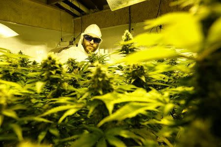 Gardener Joaquin Fonseca checks marijuana plants in an indoor plantation of a marijuana's smokers club on the outskirts of Montevideo, Uruguay July 16, 2017. REUTERS/Andres Stapff