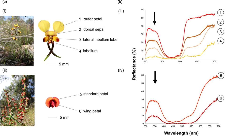 Flower shape and colour properties of an orchid (upper row) and a native pea flower (lower row) shown in the field, as individual flowers, and with spectral measurements. <a href="https://onlinelibrary.wiley.com/doi/10.1002/ece3.9759" rel="nofollow noopener" target="_blank" data-ylk="slk:Scaccabarozzi et al., 2023;elm:context_link;itc:0;sec:content-canvas" class="link ">Scaccabarozzi et al., 2023</a>, Author provided