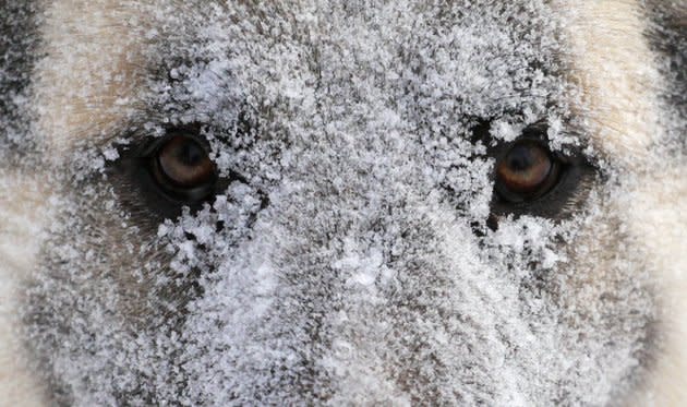 <b>4 décembre</b><br> Un chien sibérien couvert de neige à Krasnoyarsk, en Russie. <br> (Reuters/Ilya Naymushin)