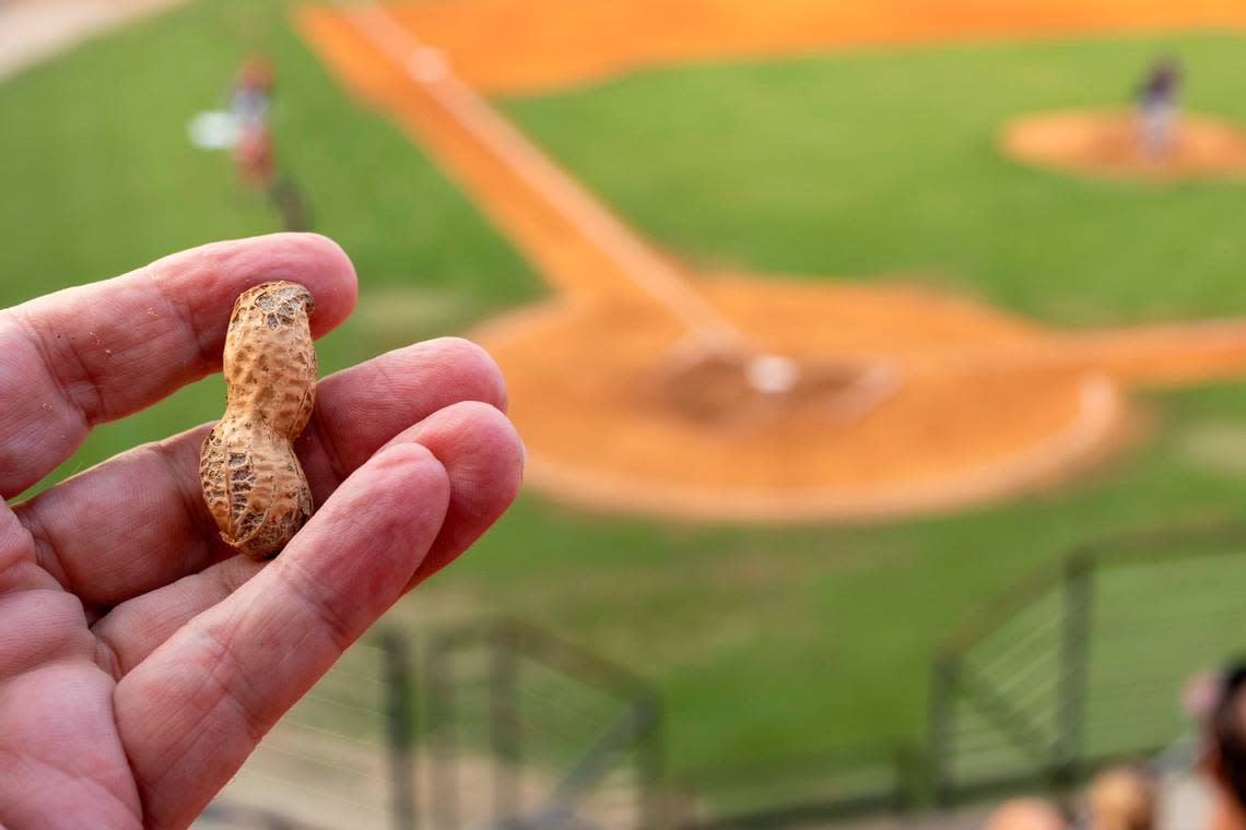 The relationship between baseball and peanuts dates to 1895. They are sold in most major and minor league baseball parks including Five County Stadium in Zebulon, N.C. Hampton Farms of Severn, N.C. supplies the Carolina Mudcats.