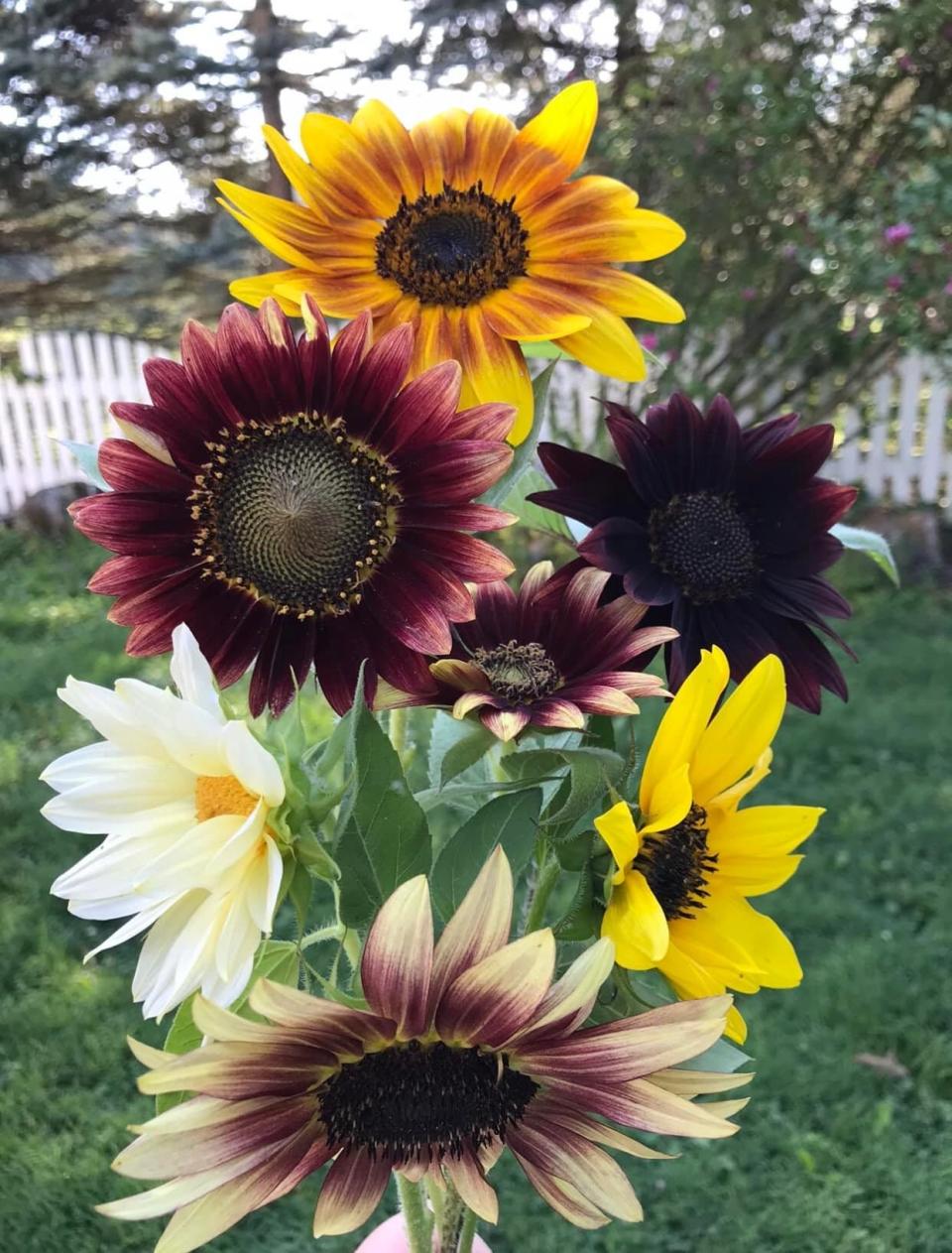 There are about 70 species of sunflowers in the world, with colors ranging from cream to chocolate brown.