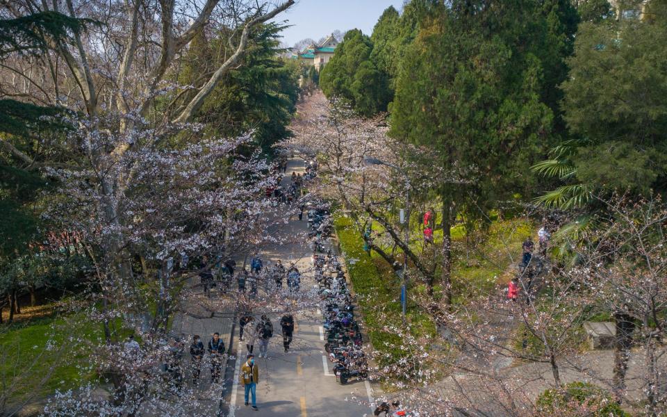 wuhan cherry blossom festival - Getty