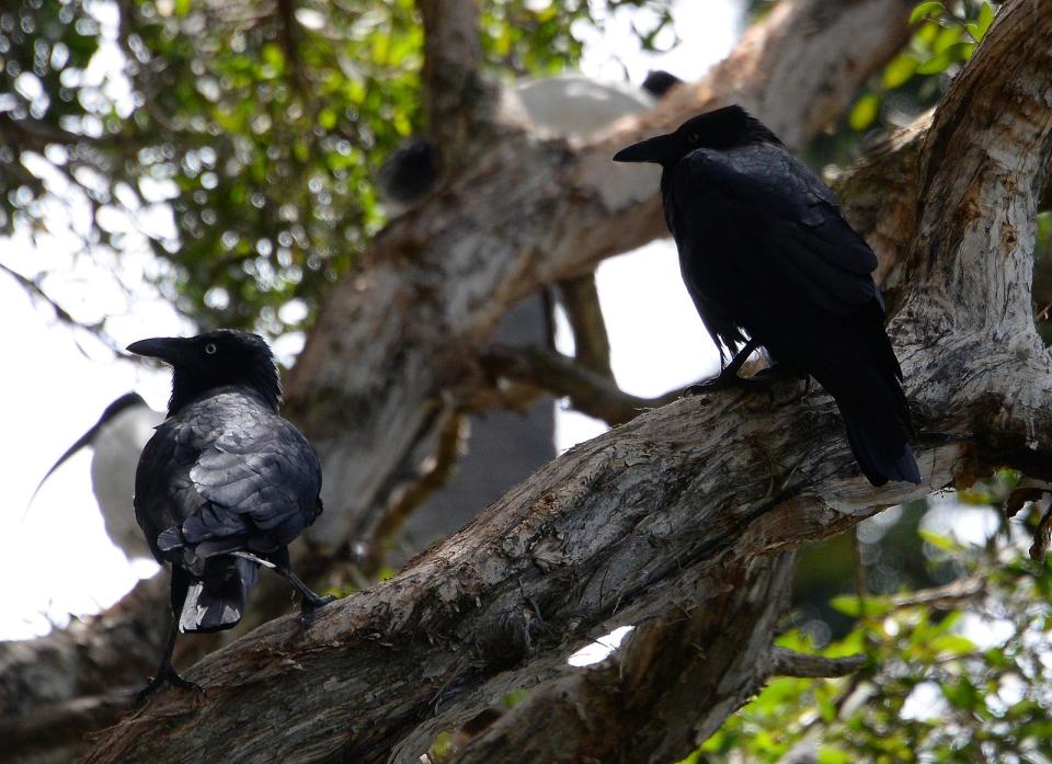 Two crows perched on a tree's branch in the middle of a woody forest.