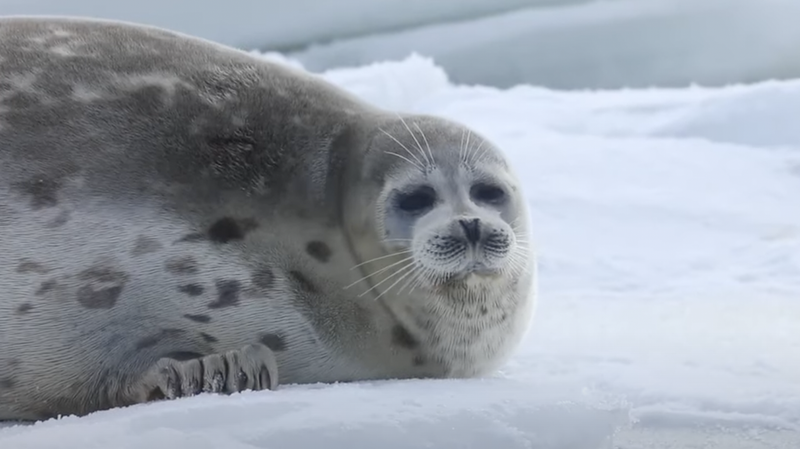 A large gray Caspian seal hangs out on the ice. 