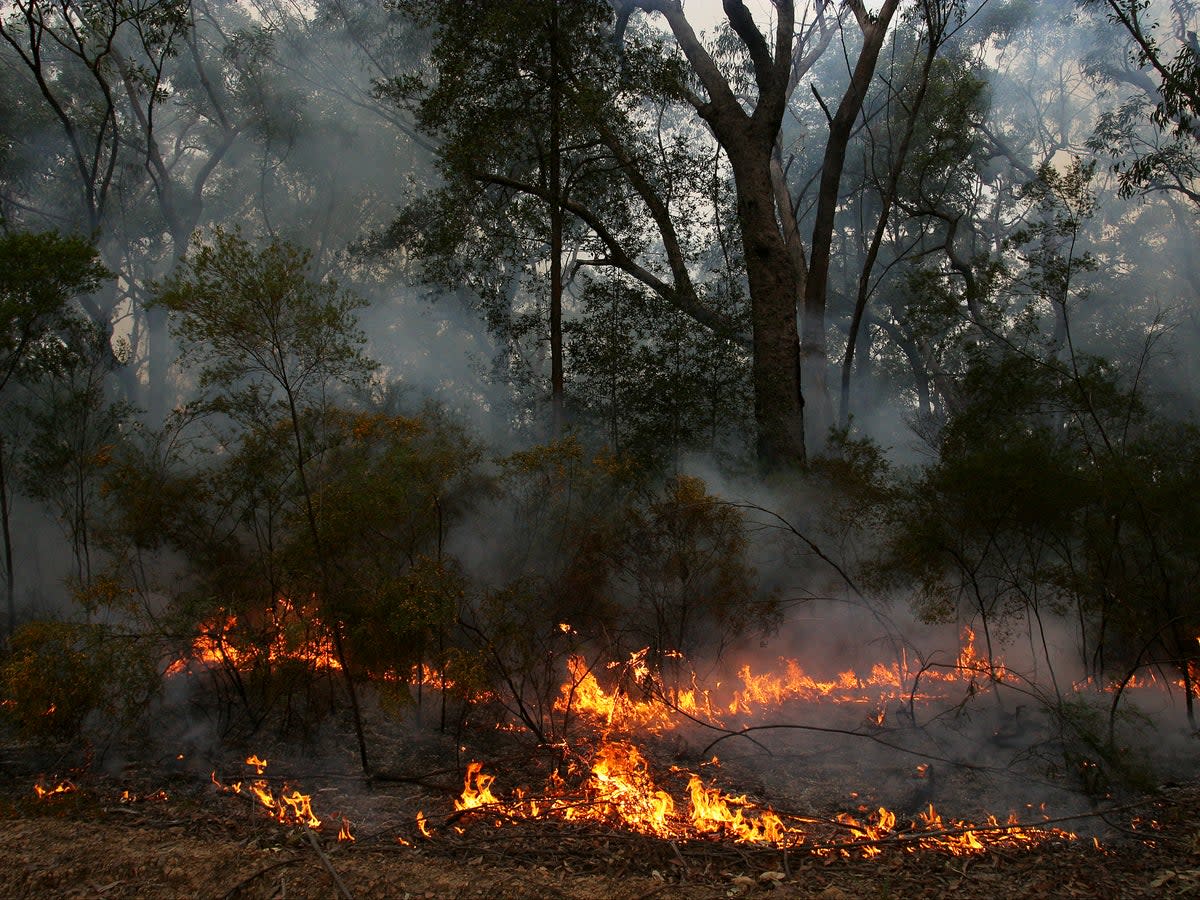 The bush fires killed or displaced around three billion animals (Getty Images)