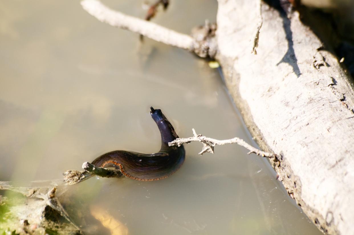 big black leech swims in a pond on sunny summer day