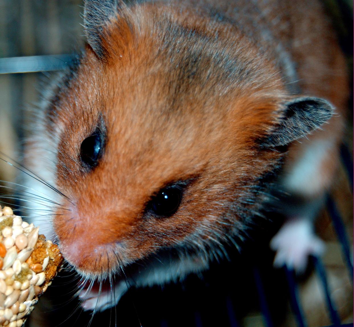 Um als Hamster auf Twitter viral zu gehen, reicht es nicht mehr, nur süß zu sein. (Symbolbild: ddp Images)