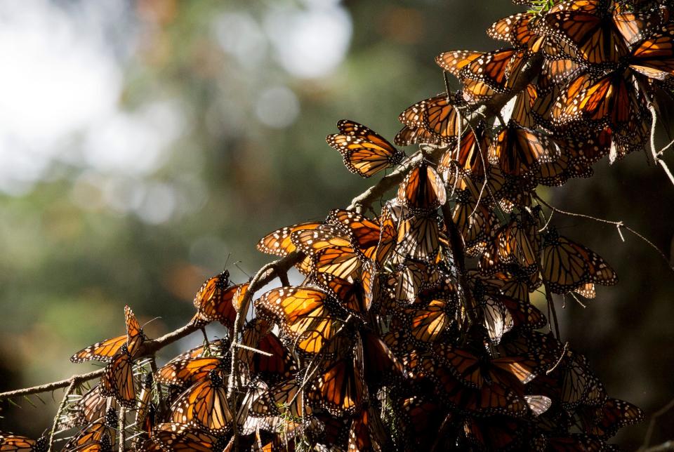 In this Jan. 4, 2015 photo, a kaleidoscope of Monarch butterflies hang from a tree branch, in the Piedra Herrada sanctuary, near Valle de Bravo, Mexico.