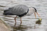 A heron sizes up a gosling before eating it at Hyde Park's Serpentine lake in Central London.
