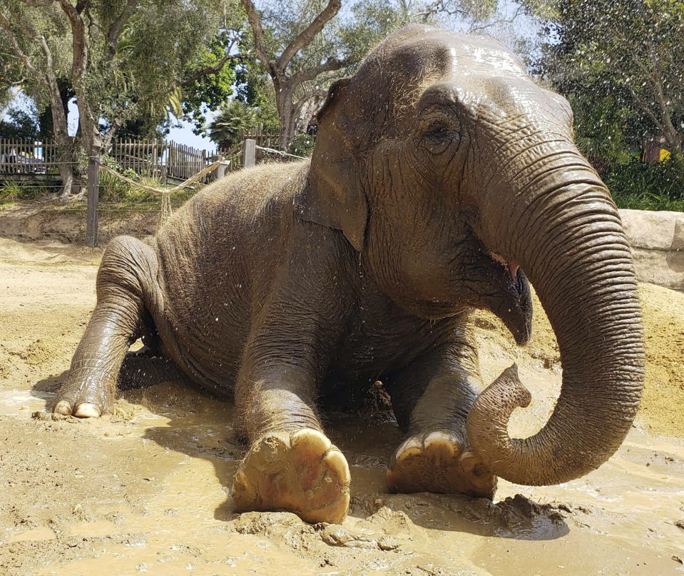 FILE - This undated file photo provided by the Santa Barbara, Calif., Zoo shows Little Mac, its 48-year-old Asian elephant. Little Mac has been euthanized after a sharp decline in her health The zoo says Little Mac was euthanized Wednesday night, Sept. 25, 2019 in her exhibit yard, surrounded by keepers and staff. She came to the zoo from India in 1972 with another female Asian elephant, Sujatha, who was euthanized last year. The zoo says her decline began in June with the onset of new medical issues in addition to other problems common in geriatric elephants. (Santa Barbara Zoo via AP, File)