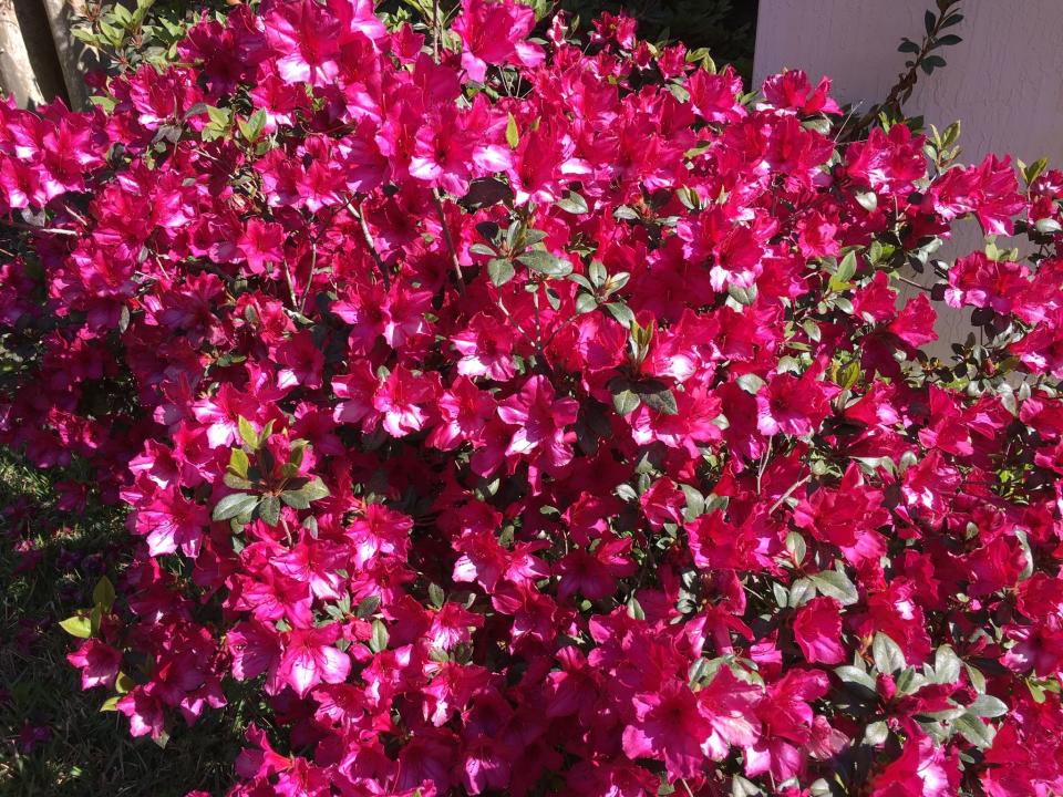 Backyard azaleas in full bloom.