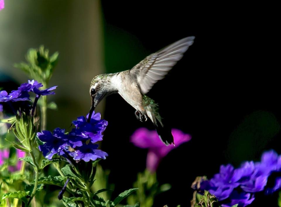 Its late afternoon but you still have to eat, says this Ruby-throated hummingbird feeding on a Superbena Imperial Blue verbena blossom.