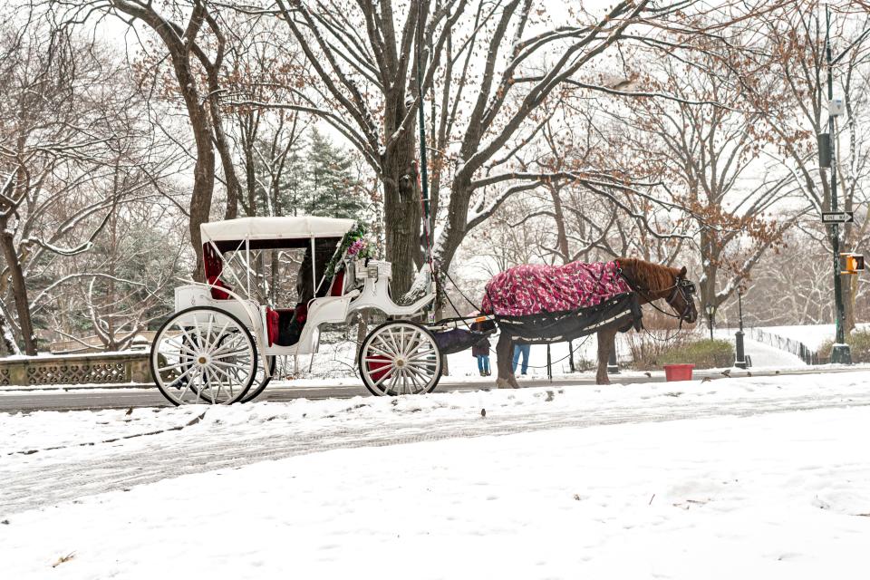 A horse and carriage are seen in the snow in Central Park in New York City on January 16, 2024.