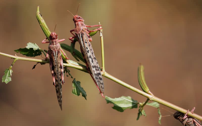 Ethiopia struggles to suppress desert locust infestation