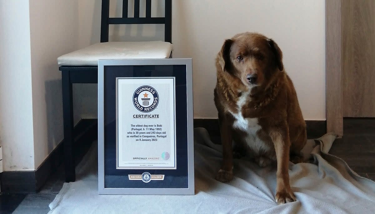 Bobi poses alongside his Guinness World Record certificate (AP)