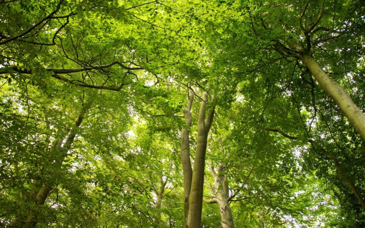 British people have been looking at the light filtered through these leaves since the 1600s - PA