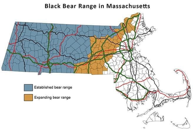 A graphic illustrates the concentrations of black bears in Massachusetts.