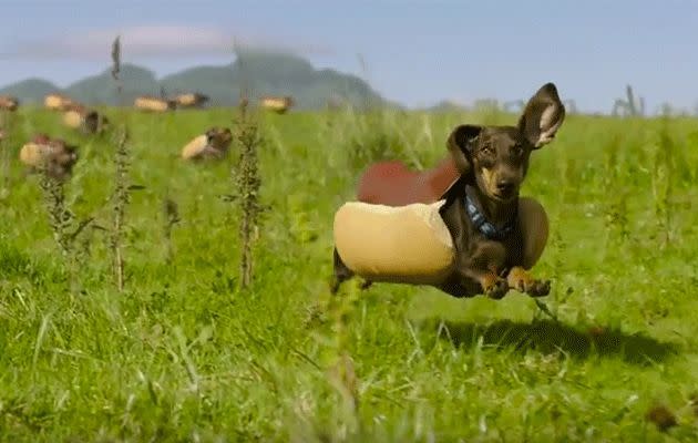 Dachshunds are literally sausage dogs in this Heinz Super Bowl ad. Photo: YouTube