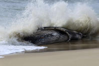 A wave crashes around a dead humpback whale in Long Beach Township on New Jersey's Long Beach Island on Thursday, April 11, 2024. On Friday, a marine animal rescue group that examined the animal said it sustained numerous blunt force injuries including a fractured skull. (AP Photo/Wayne Parry)