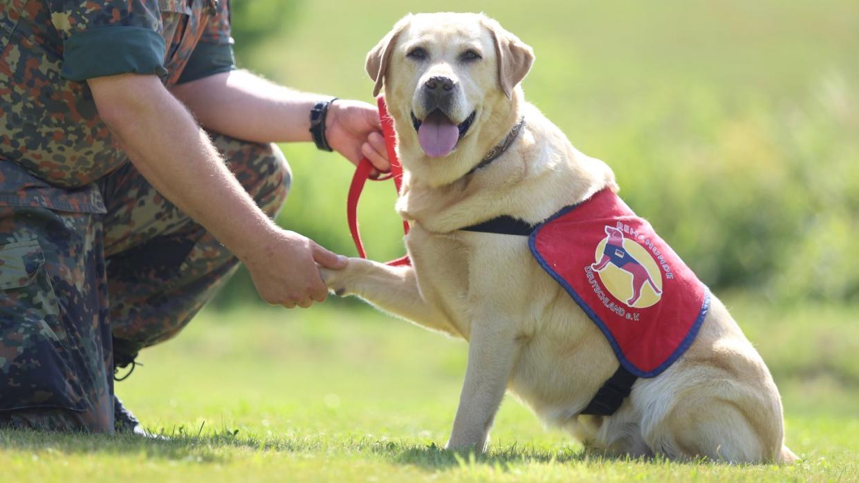 Labrador Retriever 