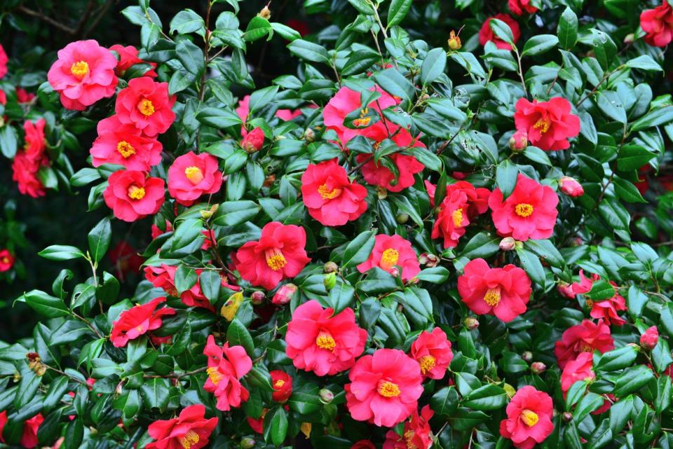 Bright red flowers on a camellia shrub. 