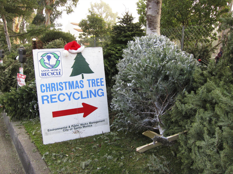 Don't just chuck your used Christmas tree in the trash after the holidays. Repurpose or <a href="http://www.realchristmastrees.org/dnn/All-About-Trees/How-to-Recycle" target="_blank">recycle it</a>!&nbsp; <br /><br /> Many towns and cities have curbside pick-up options for recycling Christmas trees, or recycling drop-off centers. Some also offer tree <a href="http://gizmodo.com/how-to-recycle-your-christmas-tree-1674169369" target="_blank">mulching and chipping</a> programs, allowing residents to recycle their trees and take home a free bag of mulch for their garden. <br /><br /> Feeling handy? You can also turn your tree into a DIY project. Create coasters and decorations with the branches and trunk of your tree. Or make some Christmas-scented <a href="http://www.telegraph.co.uk/gardening/problem-solving/what-to-do-with-your-christmas-tree-in-january/" target="_blank">potpourri</a>.