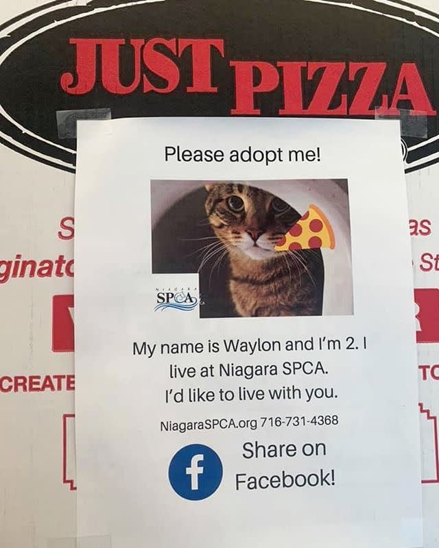 <p>While you're ordering in, take solace in the fact that several establishments across the country are serving up their pies with purpose. Recently, <a href="https://www.winknews.com/2020/03/11/port-charlotte-pizza-shop-features-adoptable-pets-on-its-boxes/" rel="nofollow noopener" target="_blank" data-ylk="slk:Wink News;elm:context_link;itc:0;sec:content-canvas" class="link ">Wink News</a> reported on Uncle Nick's Pizza in Port Charlotte, Florida and <a href="https://www.cnn.com/2020/03/01/us/new-york-pizza-dog-adoption-boxes-trnd/index.html" rel="nofollow noopener" target="_blank" data-ylk="slk:CNN;elm:context_link;itc:0;sec:content-canvas" class="link ">CNN</a> spotlighted Just Pizza & Wing Co. in Amherst, New York as two spots teaming up with local animal welfare organizations to find adoptable animals homes. Order a pizza, find a pet.</p><p><a href="https://www.instagram.com/p/B9VYh7Hhkne/?utm_source=ig_embed&utm_campaign=loading" rel="nofollow noopener" target="_blank" data-ylk="slk:See the original post on Instagram;elm:context_link;itc:0;sec:content-canvas" class="link ">See the original post on Instagram</a></p>