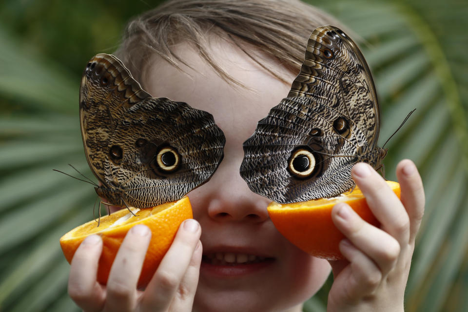 <p>George Lewys, 5, with owl butterflies during an event to launch the “Sensational Butterflies” exhibition at the Natural History Museum in London, March 30, 2017. (Photo: Stefan Wermuth/Reuters) </p>