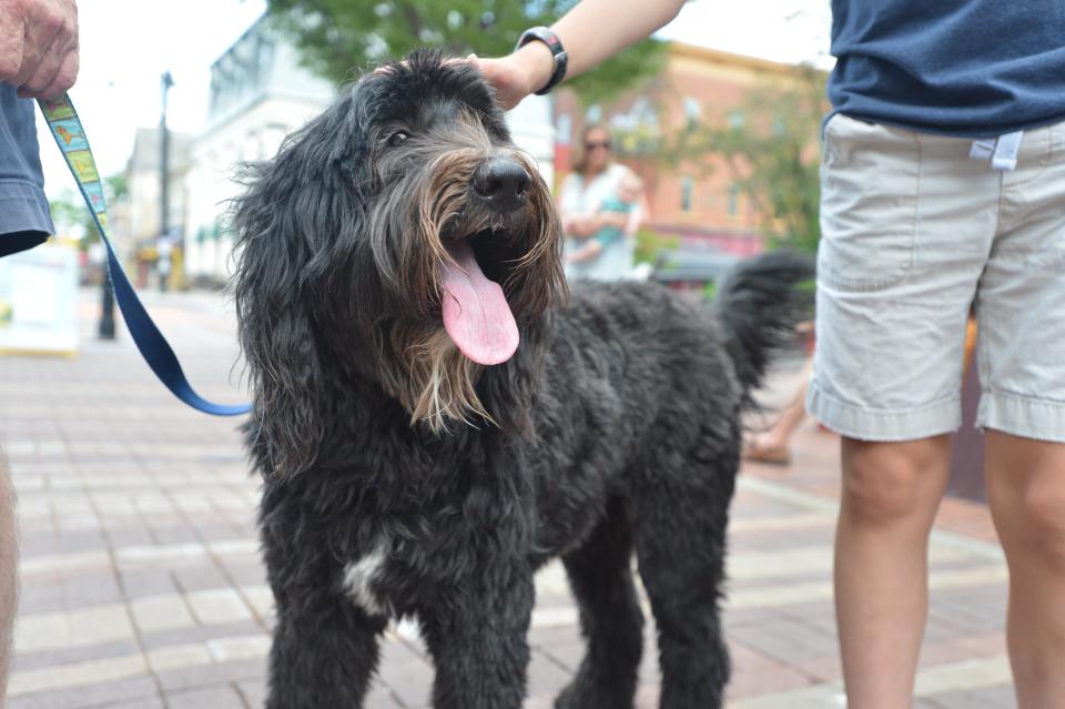 People weren't the only ones excited for an overdose of human contact at the Jazz Fest on June 5, 2021. Mike, the Ronald McDonald House's therapy dog, was in his element meeting new folks and pets on Church Street.