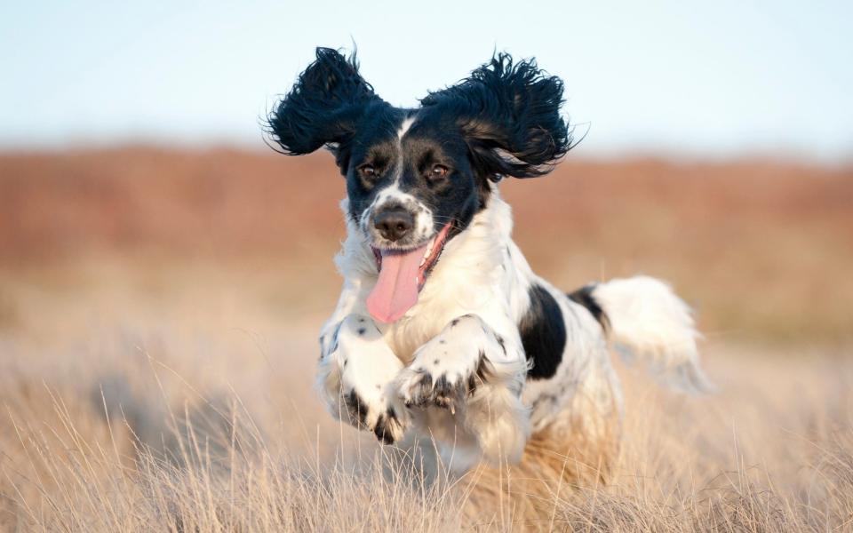 Pure joy on the face of a young spaniel running free  - Dageldog