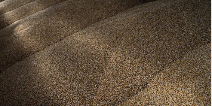African leaders call on Russia to immediately renew the grain deal