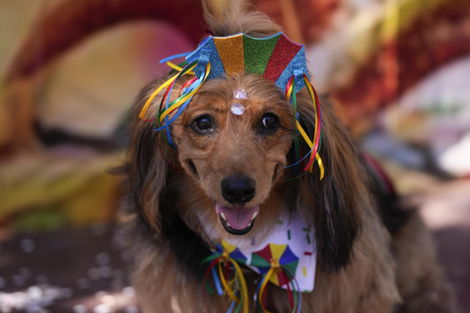 Un perro disfrazado participa del "Blocao", el desfile de Carnaval de los perros en Río de Janeiro, sábado 10 de febrero de 2024. (AP Foto/Silvia Izquierdo)