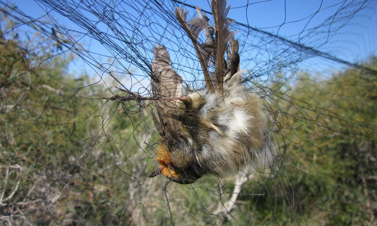 <span>Songbirds, like this robin, are caught and then sold to be eaten as a local delicacy called ambelopoulia.</span><span>Photograph: RSPB/PA</span>