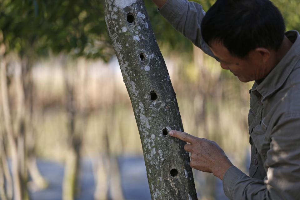 Un granjero muestra la madera cultivada para producir agarwood en Hong Kong. (AP Photo/Kin Cheung)