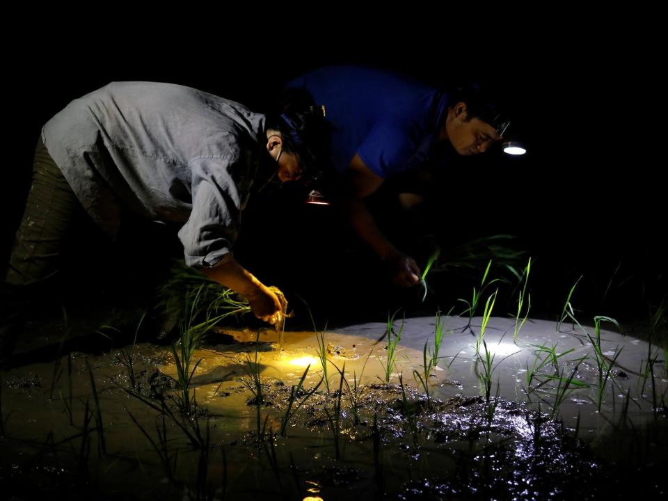 two people wearing headlamps bend over planting rice in a flooded field in the dark