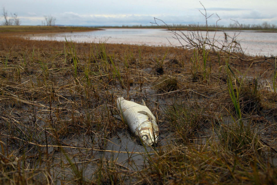 Image: A dead fish on the shore of the Ambarnaya River outside Norilsk on June 10, 2020. (Irina Yarinskaya / AFP via Getty Images)