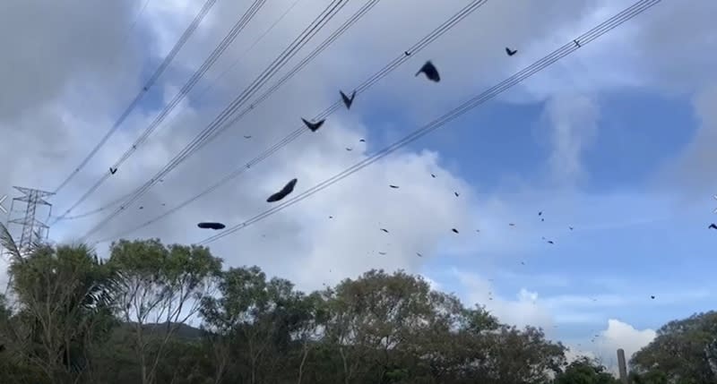 近日恆春半島雨水豐沛，屏200縣道可見成群紫斑蝶，墾丁國家公園管理處委託蝴蝶專家進行調查，最多每分鐘達1200隻、推估逾10萬隻過境墾丁。（圖／墾管處提供）