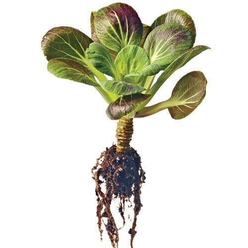 Purple Pak Choi