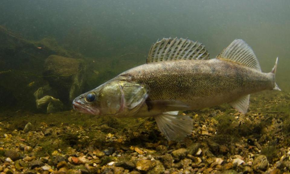 Zander in a UK river.