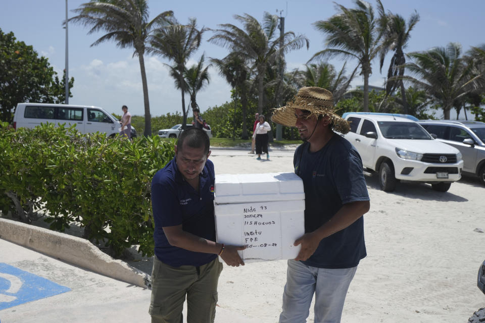 Funcionarios trasladan huevos de tortuga desde una playa para protegerlos de la llegada prevista del huracán Beryl, en Cancún, México, el miércoles 3 de julio de 2024. (AP Foto/Fernando Llano)