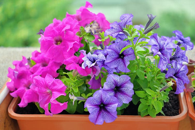 A pot of pink and purple petunias.